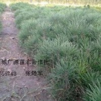 10-20公分營(yíng)養(yǎng)杯白皮松小苗大量出售