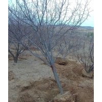 棗樹 山楂樹 山杏樹 刺槐 榆樹 李子樹 梨樹