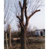 山東哪里有賣(mài)大規(guī)格皂角樹(shù)的，皂角樹(shù)聯(lián)系人吳云慶