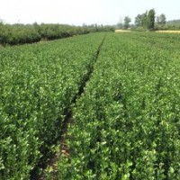 供應(yīng)冬青球苗，北海道黃楊，大葉黃楊，木槿