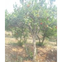 10公分石榴樹棗莊石榴盆景