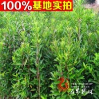 法國(guó)冬青小苗 冬青小苗 珊瑚樹苗