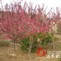 紅葉桃觀賞綠化苗供應(yīng) 量大優(yōu)惠