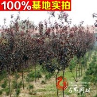 美人梅樹苗 量大優(yōu)惠 根系好