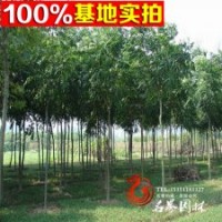 供應欒樹（黃山欒樹）北京欒樹