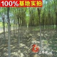 直銷【速生國槐】苗 國槐小苗