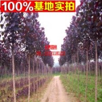 供應(yīng)各品種規(guī)格【紅葉楊】 中華紅葉楊