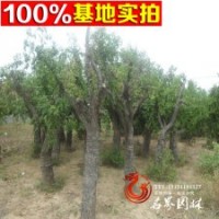 棗樹苗圃提供大量 古裝棗樹