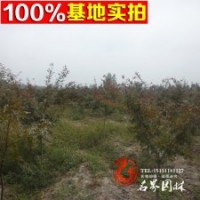 紅楓基地常年供應(yīng)【日本紅楓】