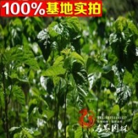 桑樹苗 農(nóng)家果桑苗 桑葚樹苗