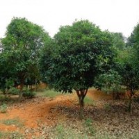 大量低價(jià)供應(yīng)桂花樹8-12公分