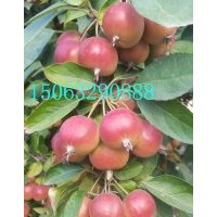 北美之王海棠，貴人果海棠，絢麗海棠