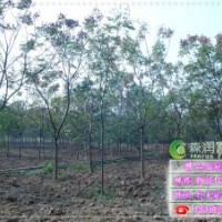 南欒 --全冠欒樹基地歡迎您