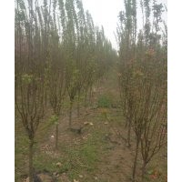 3公分4公分5公分6公分8公分西府海棠