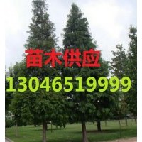 中山杉價格，中山杉小苗，中山杉產(chǎn)地