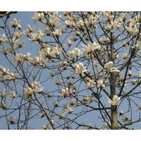 雪松廣玉蘭白玉蘭紅葉石楠蜀檜