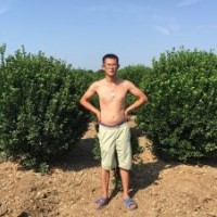 供應(yīng)冬青球，冬青苗，北海道，木槿，金銀木，紫葉李