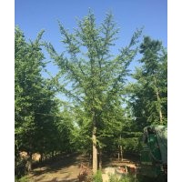 銀杏樹價格--特低價處理