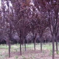 供應(yīng) 紫葉李，櫻花樹，木槿，紫薇，海棠