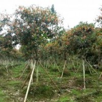 批發(fā)桂花，紅葉石楠，速生紫薇，火棘，紅楓，紅葉李，金森女貞