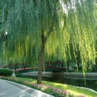 【金絲垂柳】金絲垂柳小苗價格，華潤苗木基地，金絲垂柳銷售-第
