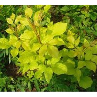 金葉白蠟山東慶云縣供應(yīng)商