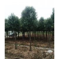 大葉女貞.櫸樹.欒樹.垂柳.馬褂木.楓香.樸樹.榔榆