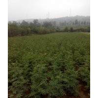 花椒苗供應(yīng)大量