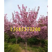 櫻花價(jià)格報(bào)價(jià)/江蘇產(chǎn)地櫻花價(jià)格報(bào)價(jià)