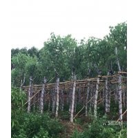 林科院附近出售:扁桃,芒果,黃槐,宮粉紫荊,火焰花