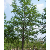 大量供應(yīng)成都銀杏（8公分至35公分）