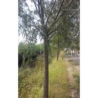 供應(yīng)柳樹