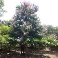 廣東大葉紫薇苗木