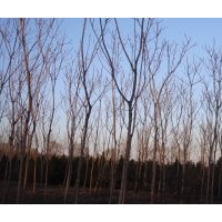 椿樹價格_保定椿樹價格批發(fā)_椿樹大漢綠洲廠家