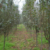 供應(yīng)西府海棠/西府海棠場(chǎng)地/西府海棠價(jià)格