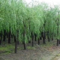 河北凱達(dá)苗木基地常年低價(jià)供應(yīng)河北垂柳河北速生柳河北香花槐