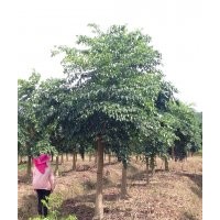 廣東長期提供幌傘楓苗木