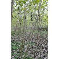 出售意楊，品種35楊，量大價優(yōu)
