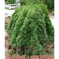 基地低價(jià)直銷(xiāo)1米蜀檜價(jià)格，1.5米蜀檜價(jià)格，2米蜀檜價(jià)格