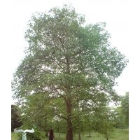 廣東省佛山供應本地木棉