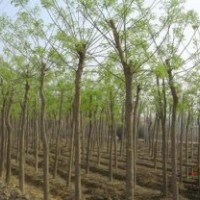 別 稱槐樹 槐蕊 豆槐 白槐國槐價格更新 國槐報價