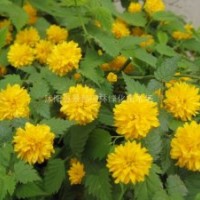 棣棠小苗，小葉黃楊小苗、金葉蕕、紅帽月季小苗、黃帽月季小苗