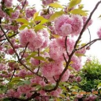 現(xiàn)貨出售2-3公分櫻花12000棵