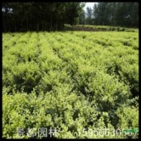 金葉女貞球 小葉女貞