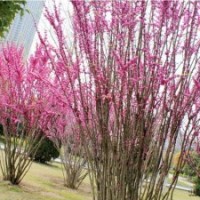 別稱 裸枝樹 紫珠紫荊樹苗價格紫荊樹 叢生紫荊價格更新