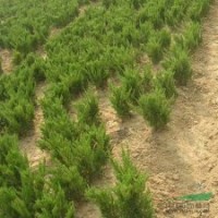 批發(fā)綠化苗木 龍柏苗 龍柏小苗 龍柏球 龍柏樹苗四季常青植物