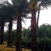 中東海棗 銀海棗 老人葵 華棕