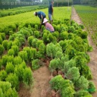 色塊球類植物-灑金柏球.灑金柏小苗劍麻、紅葉女貞、水臘、薔薇