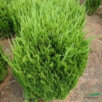 色塊類植物-小龍柏.高桿龍柏，嫁接龍柏，龍柏苗工程苗