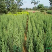 北京檜、蜀檜、西安檜、萬峰檜、龍柏、爬地柏、側(cè)柏、塔柏